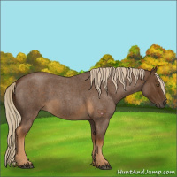 Horse Color:Chocolate Palomino Roan 