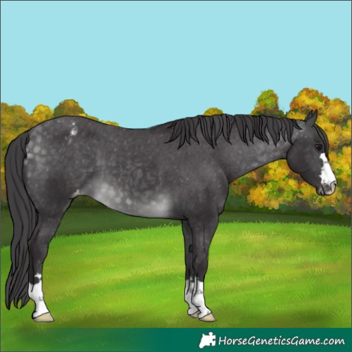 Horse Color:Platinum Buckskin Appaloosa 