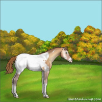 Horse Color:Gray Perlino Onyx Near Fewspot 