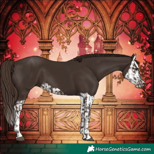 Horse Color:Liver Chestnut and Liver Chestnut Splash