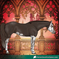 Horse Color:Liver Chestnut  and Liver Chestnut Splash 