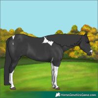 Horse Color:Black Tobiano 