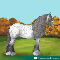 Horse Color:Blue Roan Near Leopard 