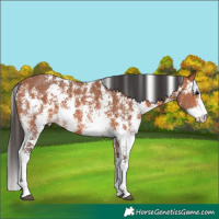 Horse Color:Bay Sabino 