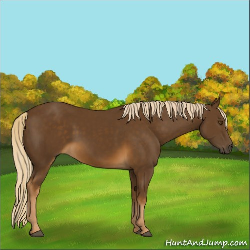 Horse Color:Chocolate Palomino 