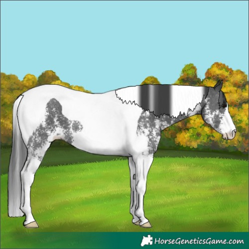Horse Color:Black Sabino Tobiano