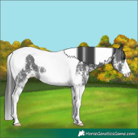 Horse Color:Black Sabino Tobiano