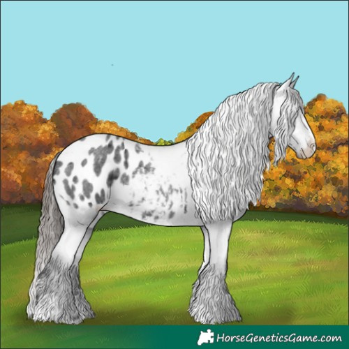 Horse Color:Blue Roan Appaloosa 