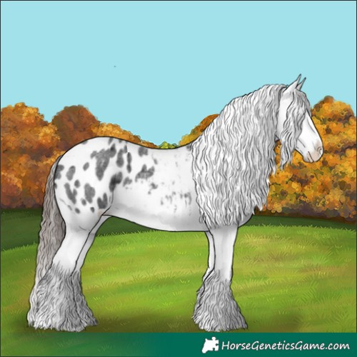 Horse Color:Blue Roan Appaloosa 