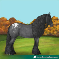 Horse Color:Blue Roan Appaloosa 