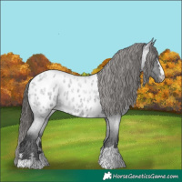 Horse Color:Blue Roan Appaloosa 
