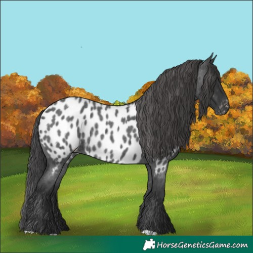 Horse Color:Blue Roan Appaloosa