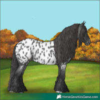 Horse Color:Blue Roan Appaloosa 
