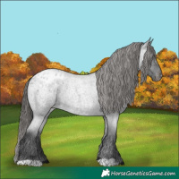 Horse Color:Blue Roan Appaloosa 
