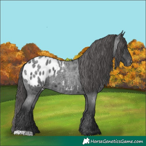 Horse Color:Blue Roan Appaloosa 