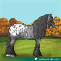 Horse Color:Blue Roan Appaloosa 