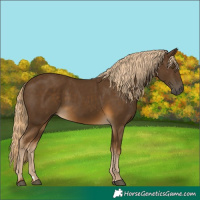 Horse Color:Chocolate Palomino 