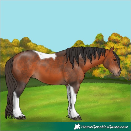 Horse Color:Bay Tobiano 