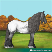 Horse Color:Blue Roan Appaloosa 