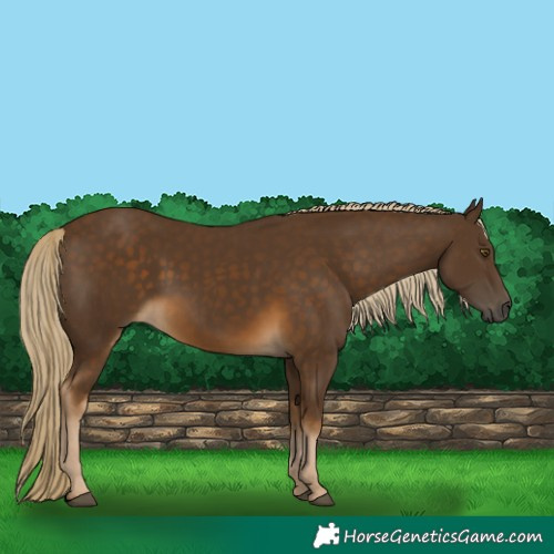 Horse Color:Chocolate Palomino 