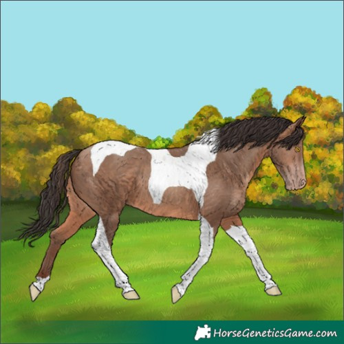 Horse Color:Sable Champagne Tobiano 