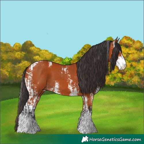 Horse Color:Bay Sabino  and Bay Sabino 