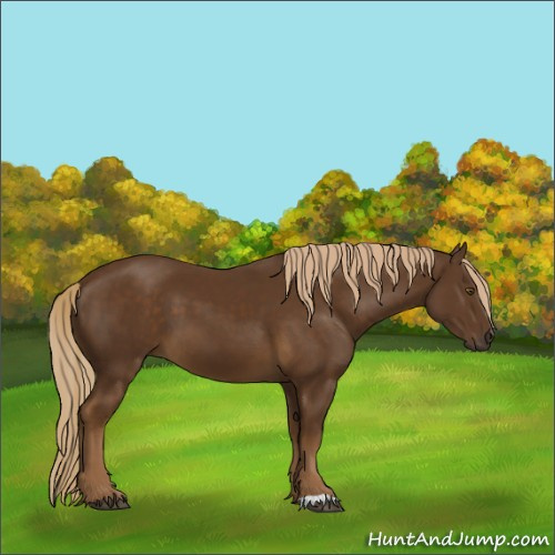 Horse Color:Chocolate Palomino 