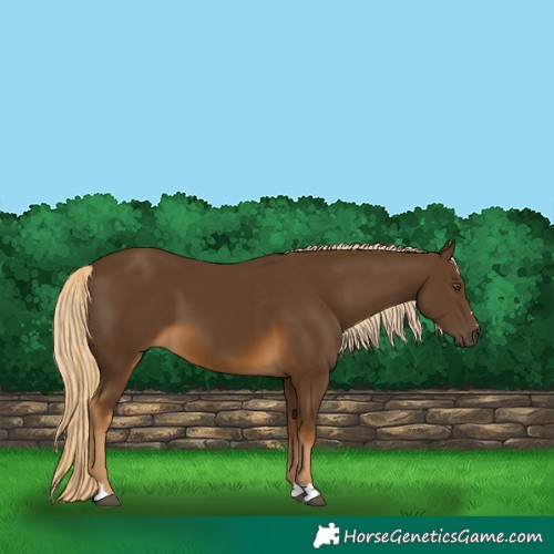 Horse Color:Chocolate Palomino 
