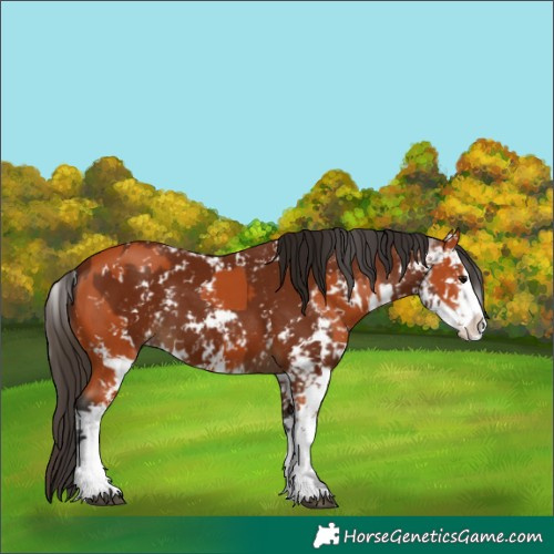 Horse Color:Bay Sabino  and Gray Bay Sabino 