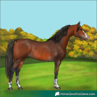 Horse Color:Bay Rabicano and Bay Rabicano