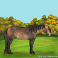 Horse Color:Buckskin 