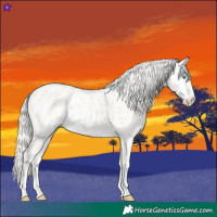Horse Color:Cremello Near Leopard 