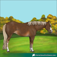 Horse Color:Chocolate Palomino 