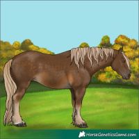 Horse Color:Chocolate Palomino