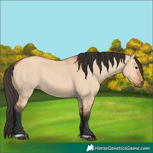 Horse Color:Bay Dun 