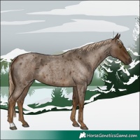 Horse Color:Chocolate Palomino Roan 