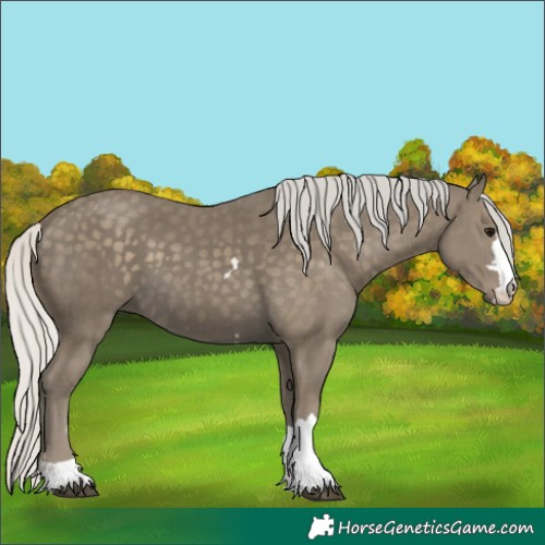 Horse Color:Silver Smoky Black 