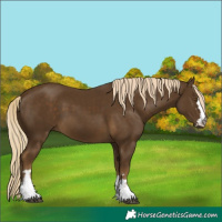 Horse Color:Chocolate Palomino 