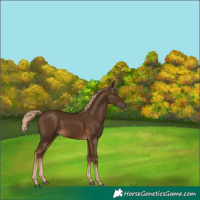 Horse Color:Chocolate Palomino 
