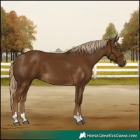 Horse Color:Chocolate Palomino 