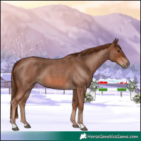 Horse Color:Red Roan 