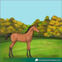 Horse Color:Bay 
