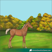 Horse Color:Chestnut 