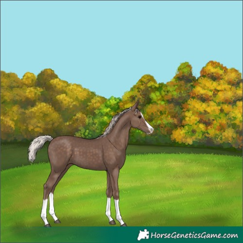 Horse Color:Silver Black Splash 