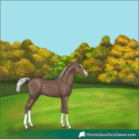 Horse Color:Silver Black Splash