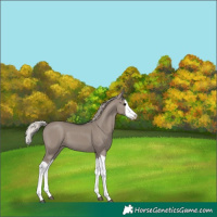 Horse Color:Silver Grullo Splash 