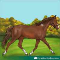 Horse Color:Chestnut 