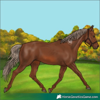 Horse Color:Chestnut 