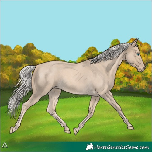 Horse Color:Cremello Roan 
