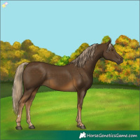 Horse Color:Chocolate Palomino 